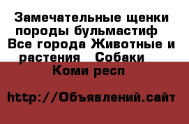 Замечательные щенки породы бульмастиф - Все города Животные и растения » Собаки   . Коми респ.